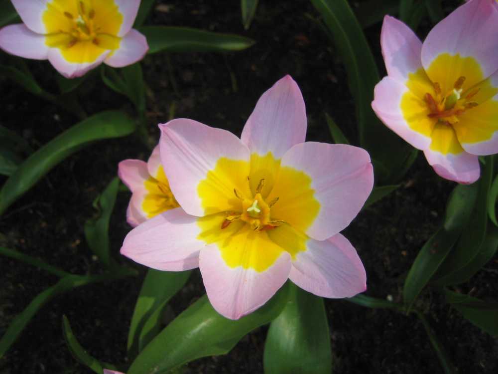 Tulipa saxatilis 'Lilac Wonder' (Zwergige Tulpe)